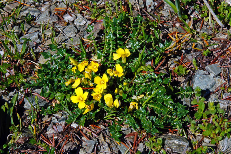 Morisia monanthos / Morisia